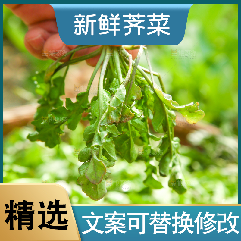 手里拿着地菜