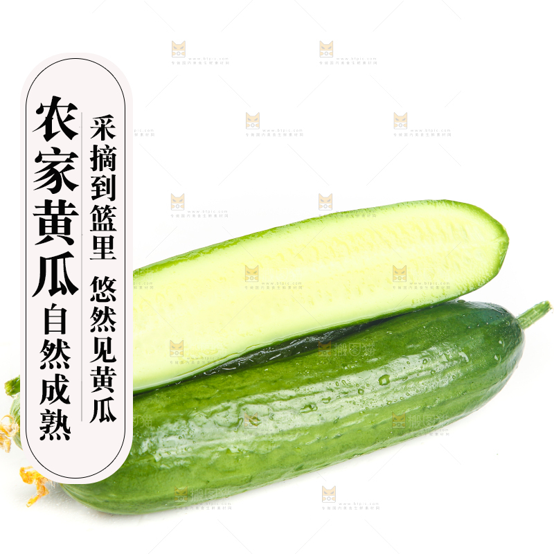 白底上的寿光水果黄瓜