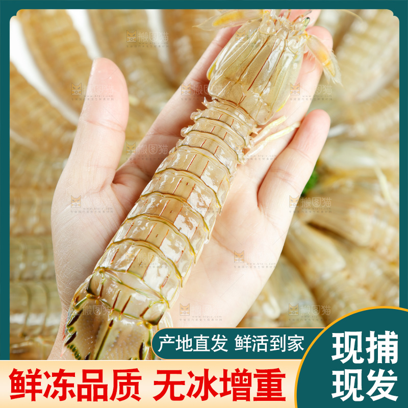 手里拿着鲜活皮皮虾