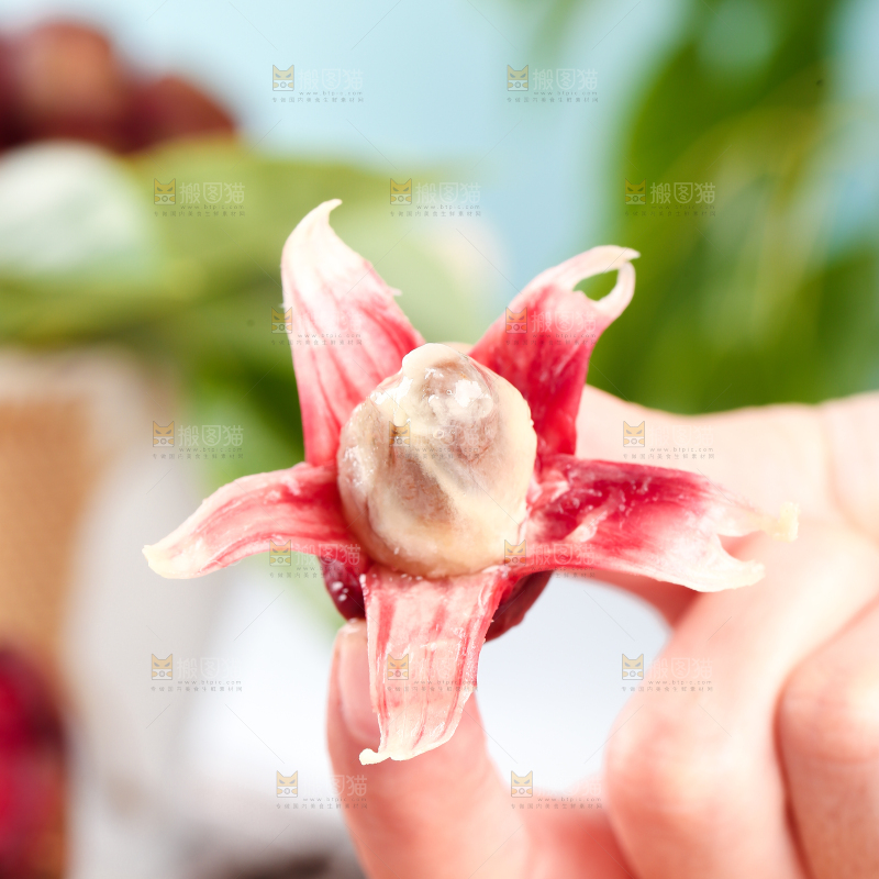 手里拿着一颗撕皮的恶魔果
