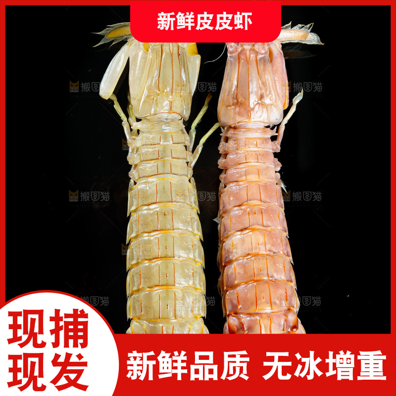 黑底上的富贵虾