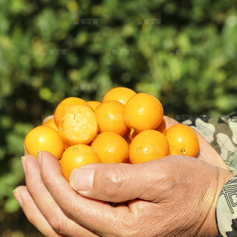 手里捧着金橘