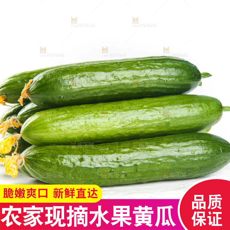 白底上放着一堆山东水果黄瓜