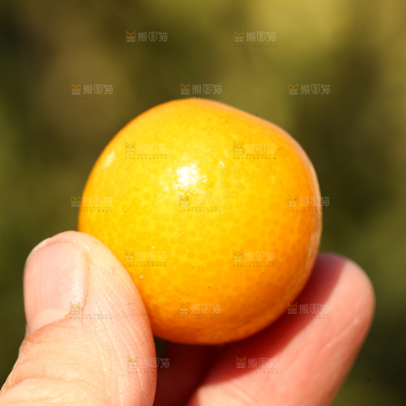 手里拿着金钱桔