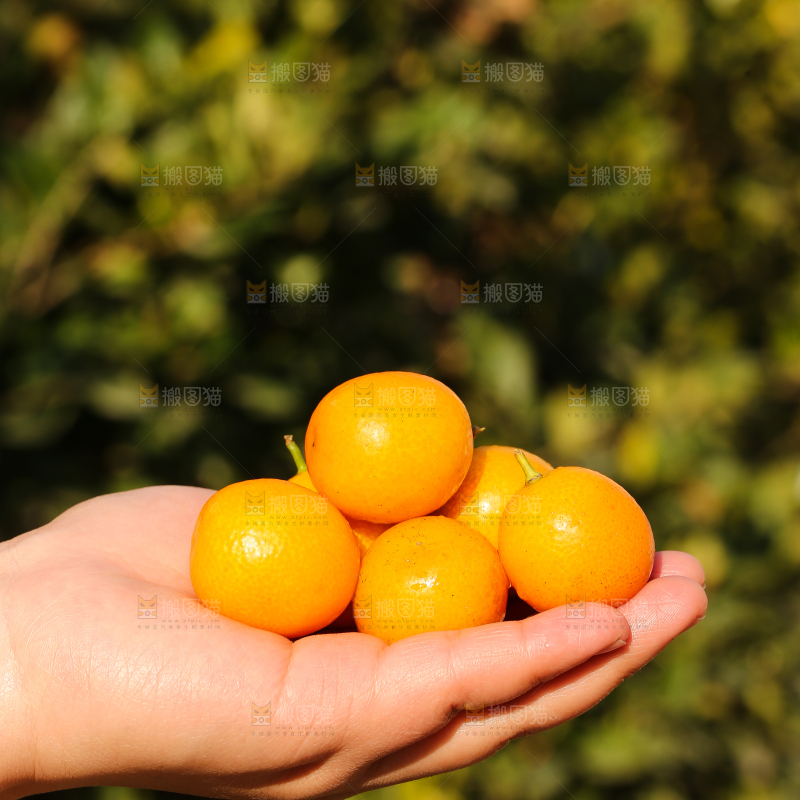 手里拿着金桔