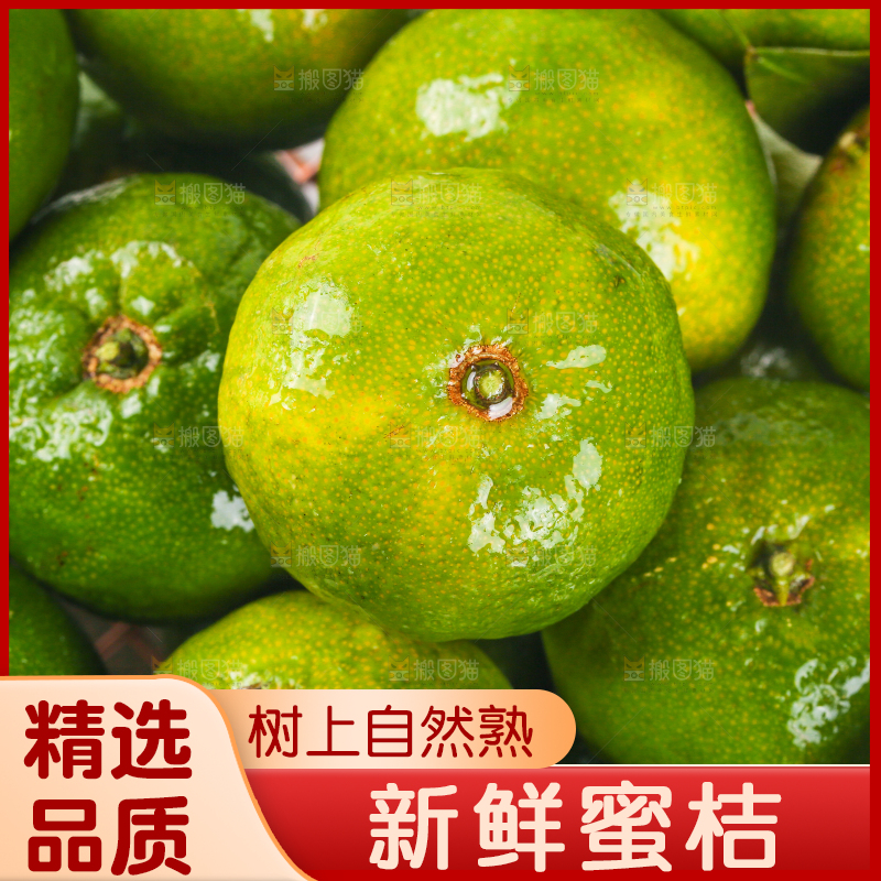 一堆新鲜清香蜜橘