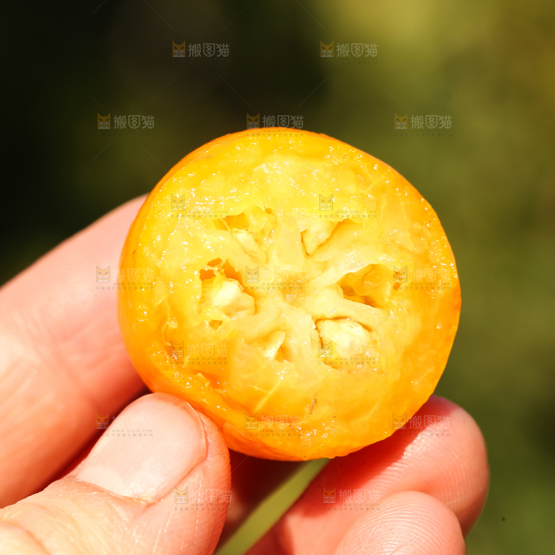 手里拿着金钱桔