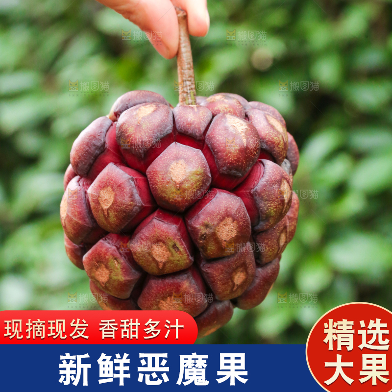 手里拿着恶魔果