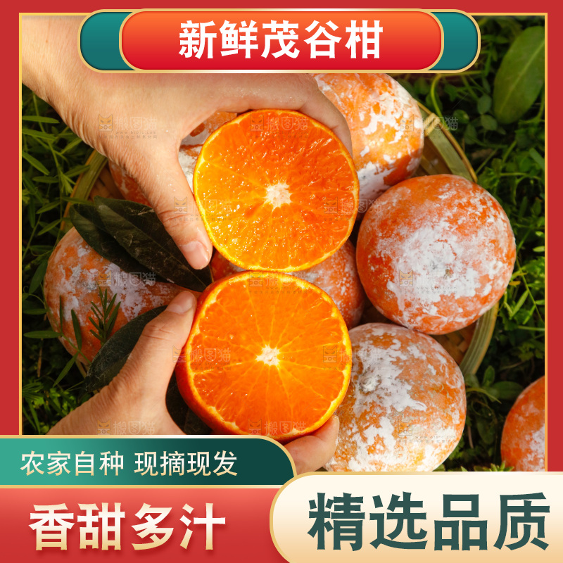 切面的茂谷柑