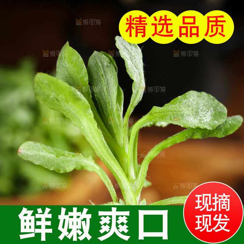 手里拿着鼠麴草