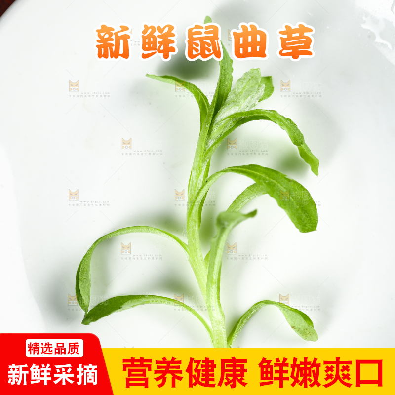 盘子里的清明草