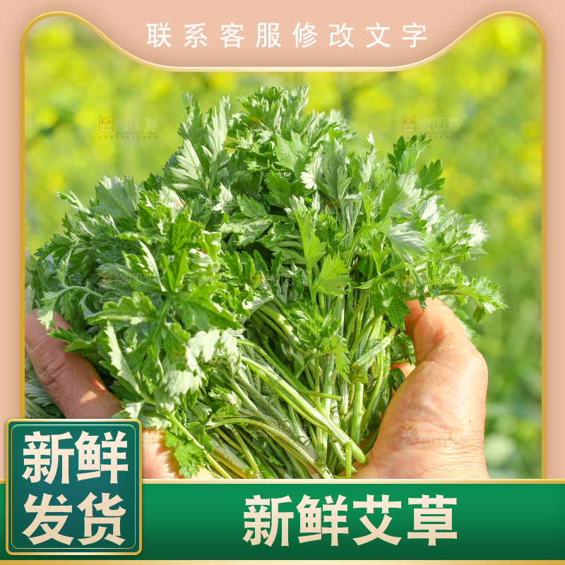 手里拿着野生艾叶