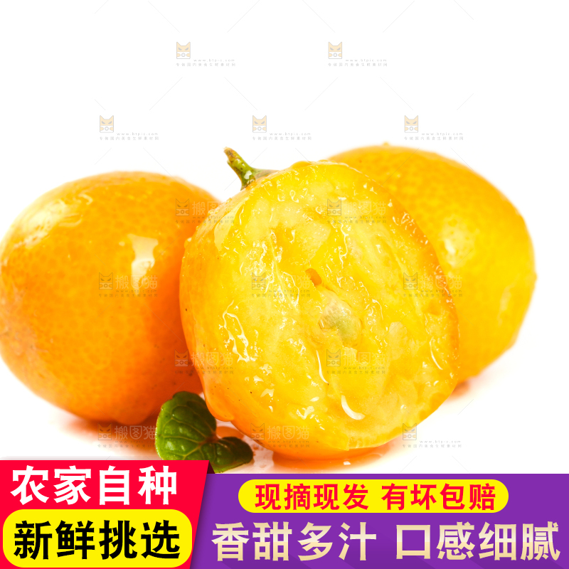 融安小金桔摆放在白底上