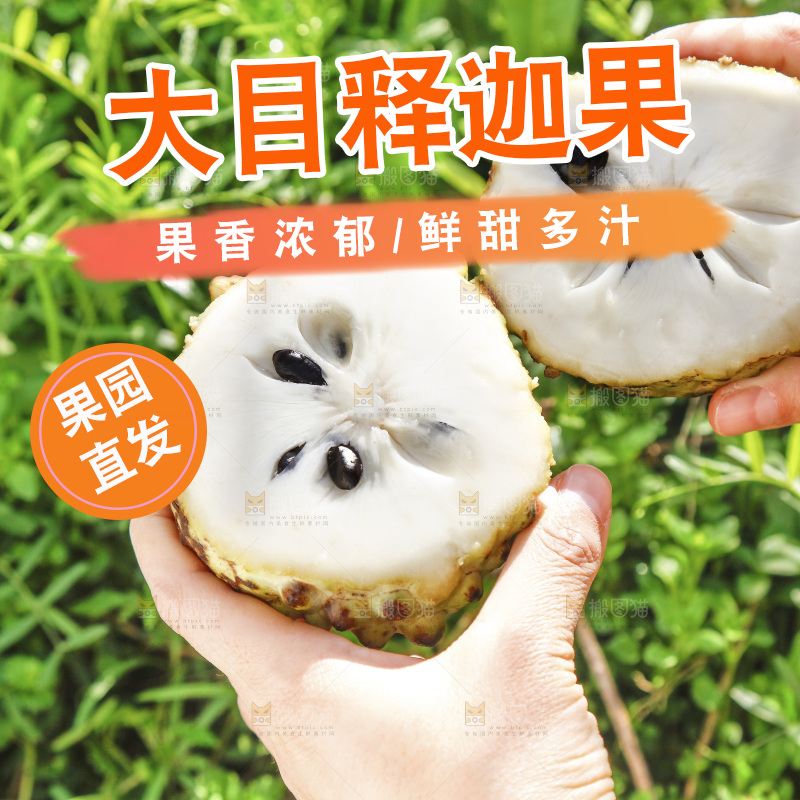 切开的牛奶释迦果