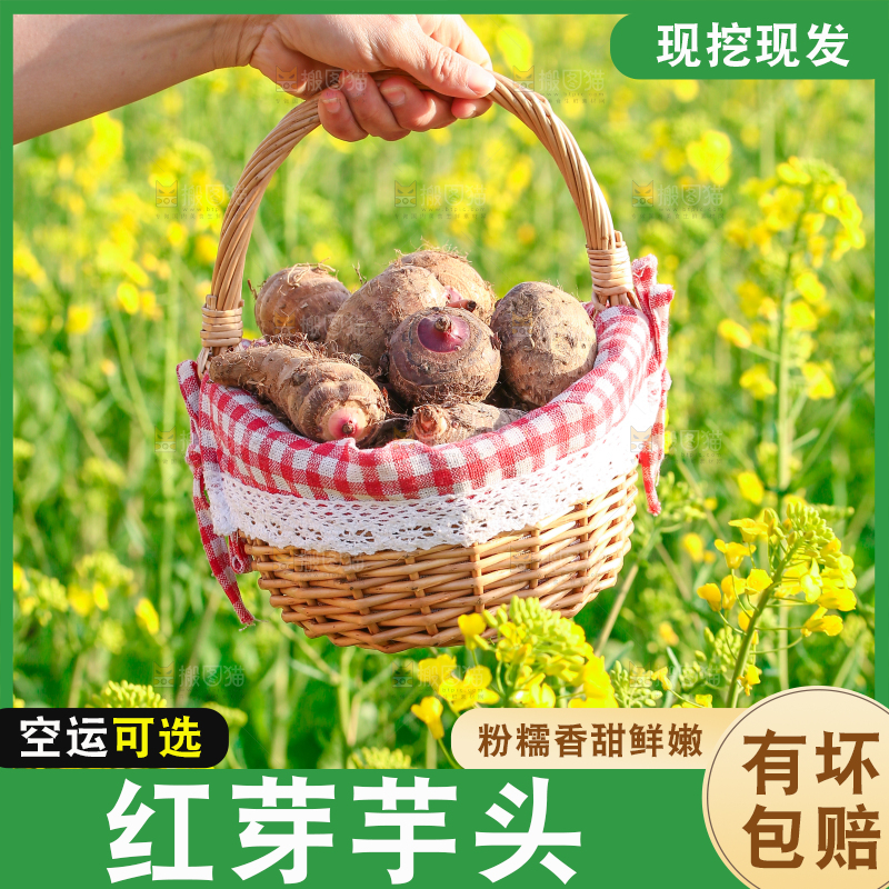 手里提着一篮红芽芋头