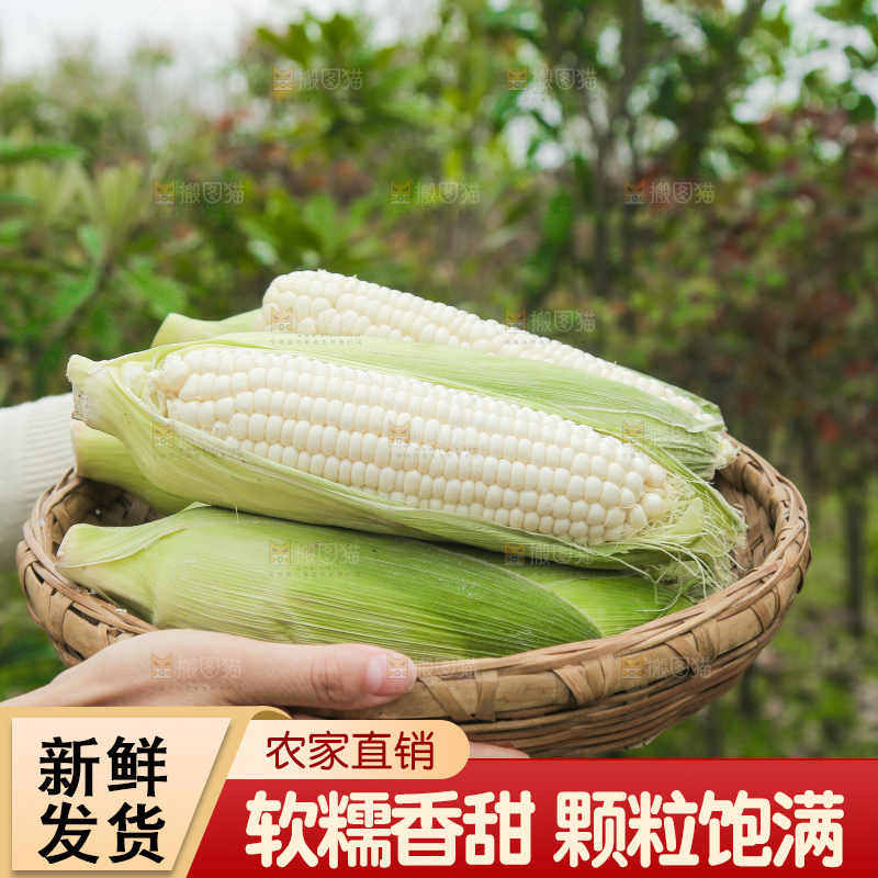 一篮新鲜白糯玉米