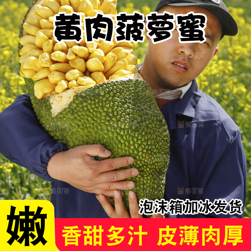 手里抱着黄肉菠萝蜜