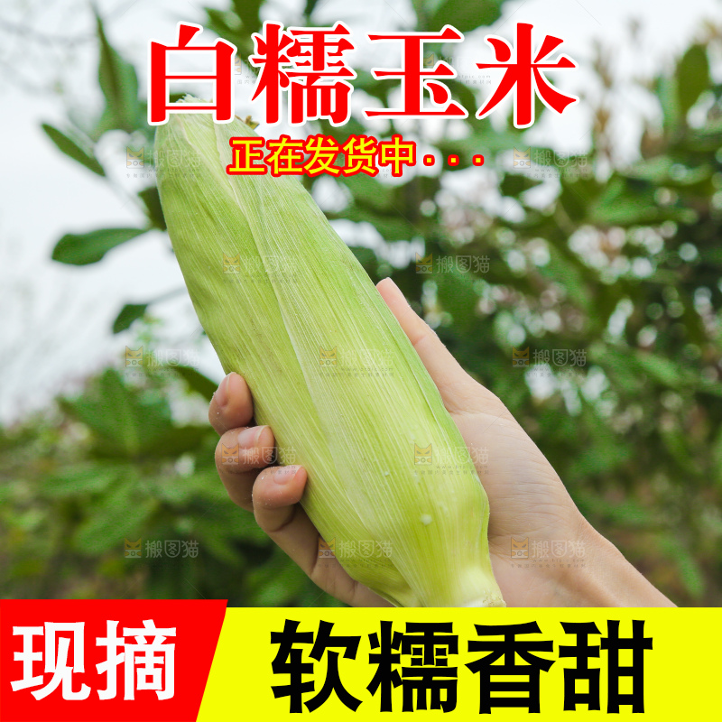 手里拿着甜糯玉米