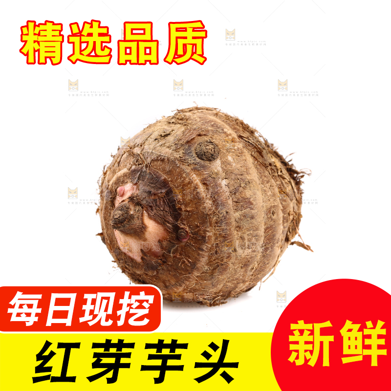 白底上的广西红芽芋