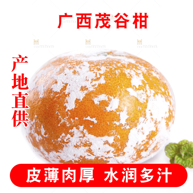 武鸣茂谷柑摆放在白底上