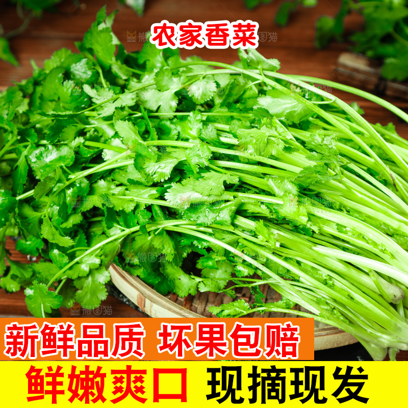 一篮新鲜香菜