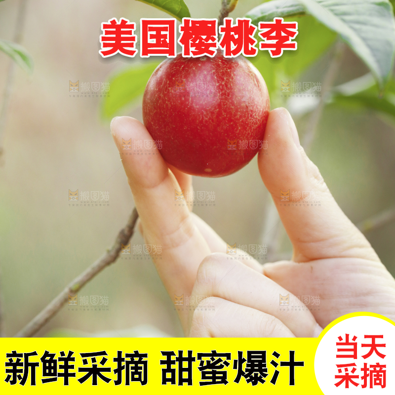 新鲜采摘樱桃李