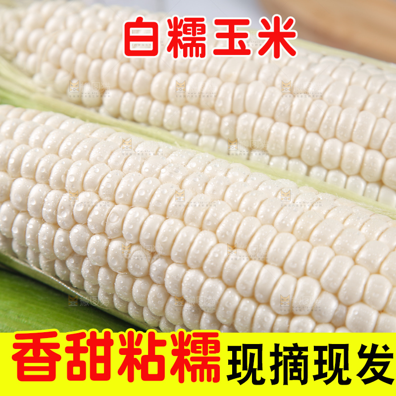 一堆白糯玉米棒