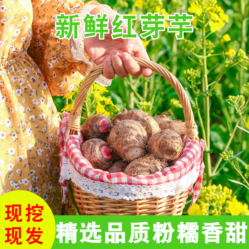 手里提着一篮红芽芋头