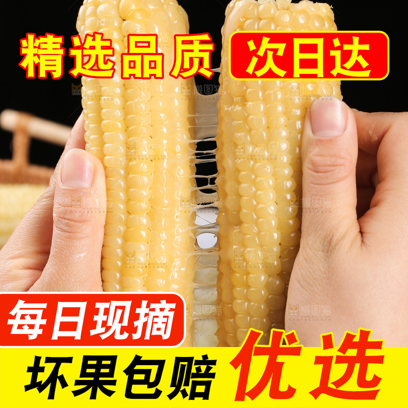 手里拿着白糯玉米