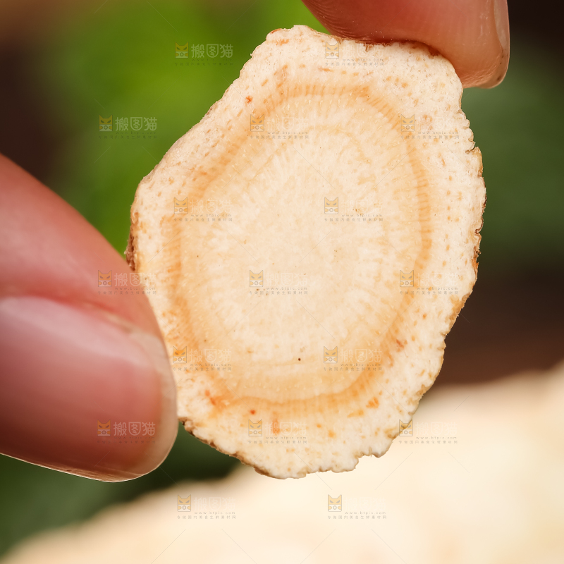 手里拿着西洋参片