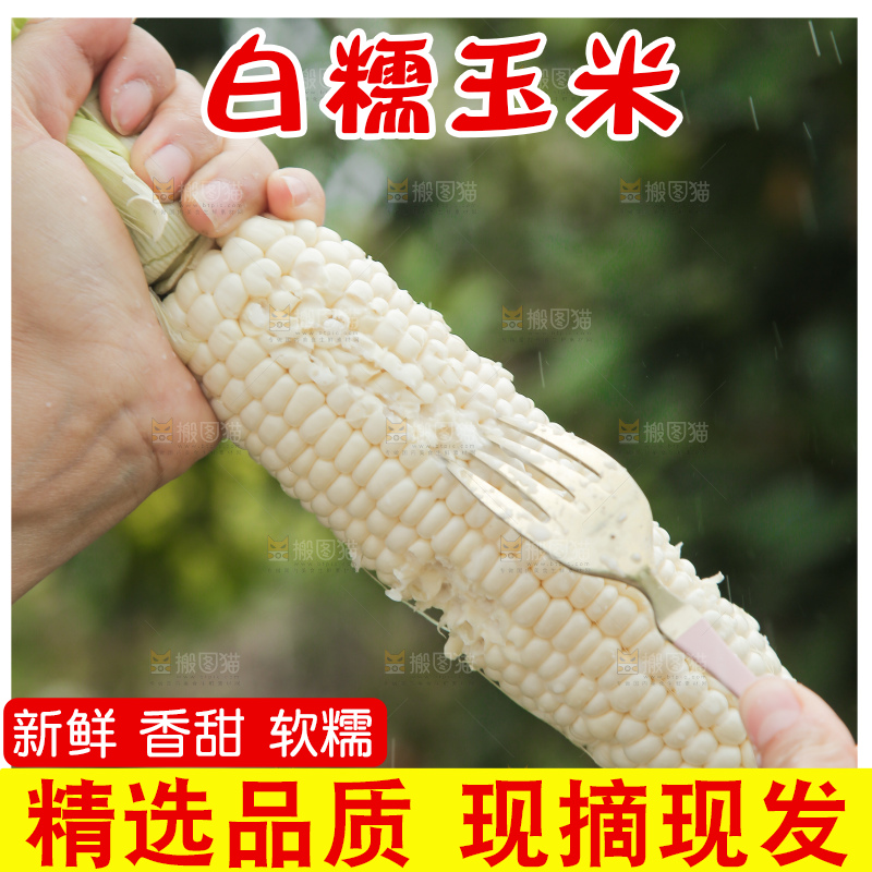 手里拿着白糯玉米棒