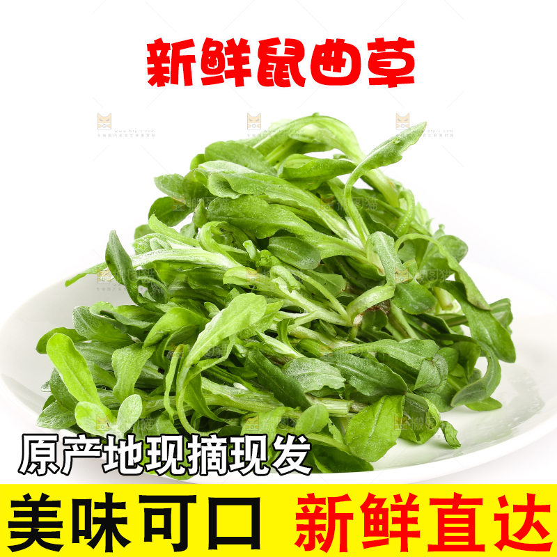 一盘鼠曲草摆放在白底上