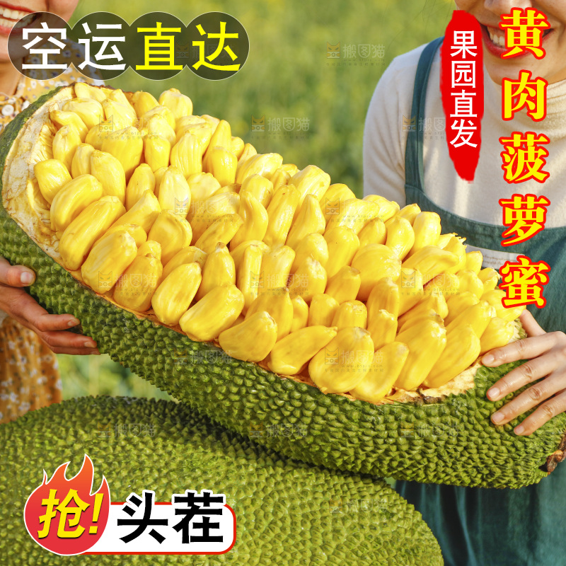 手里抱着黄肉菠萝蜜