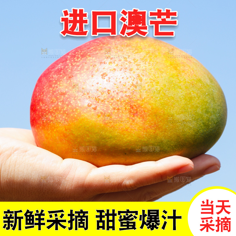 手里拿着澳芒