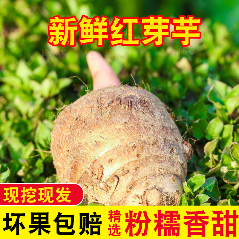 草地上的红嘴芋头