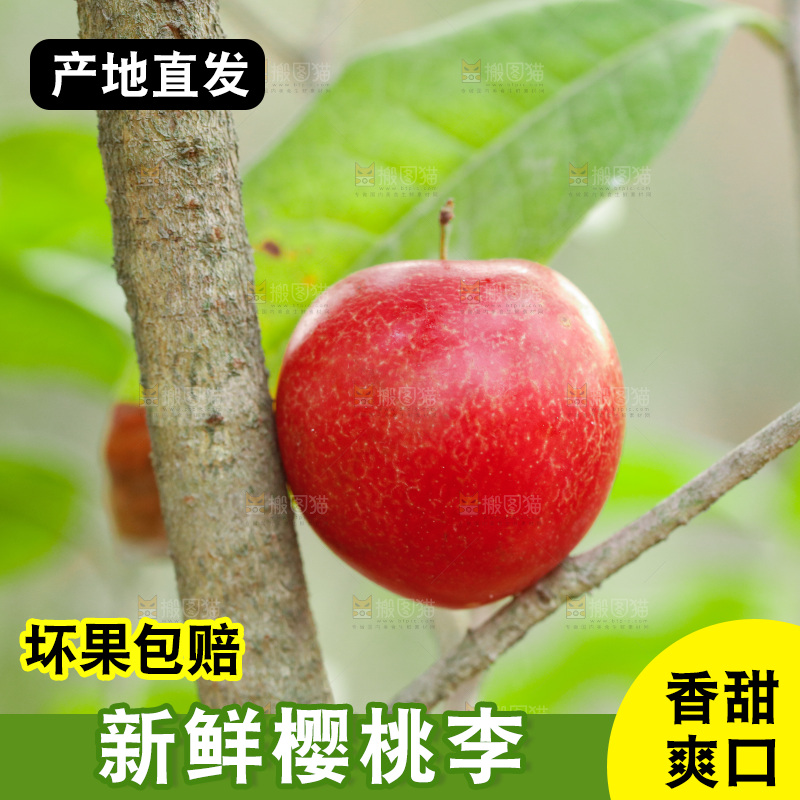新鲜的樱桃李