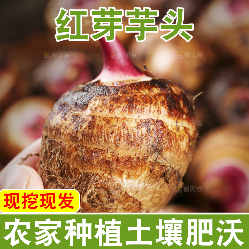 手里拿着红芽芋头
