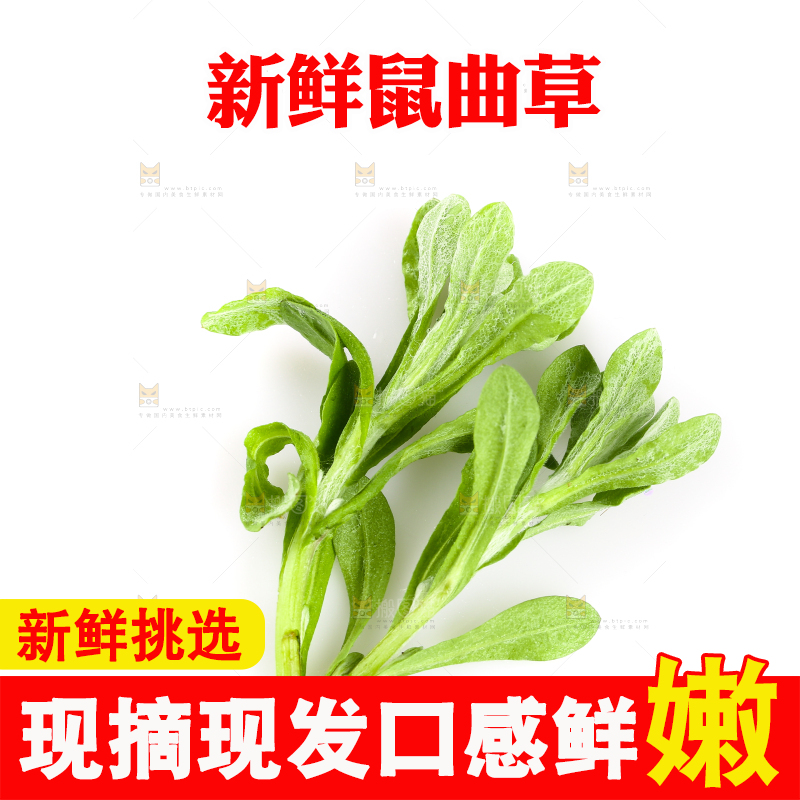 白底上放着清明草