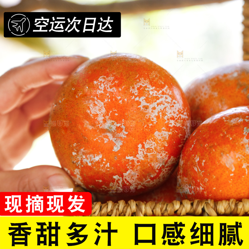 手里拿着广西茂谷柑