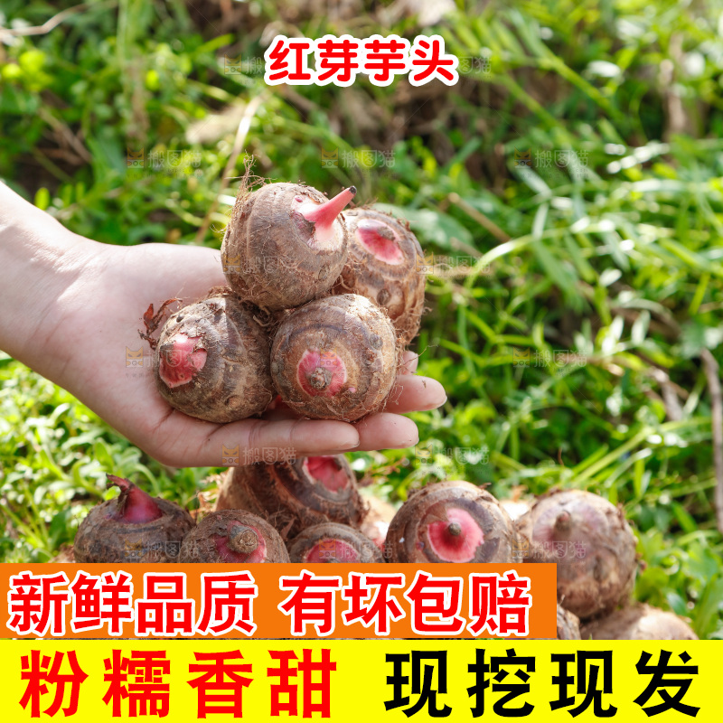 一堆新鲜红芽小芋头