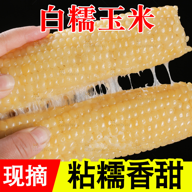 手里拿着白糯玉米棒