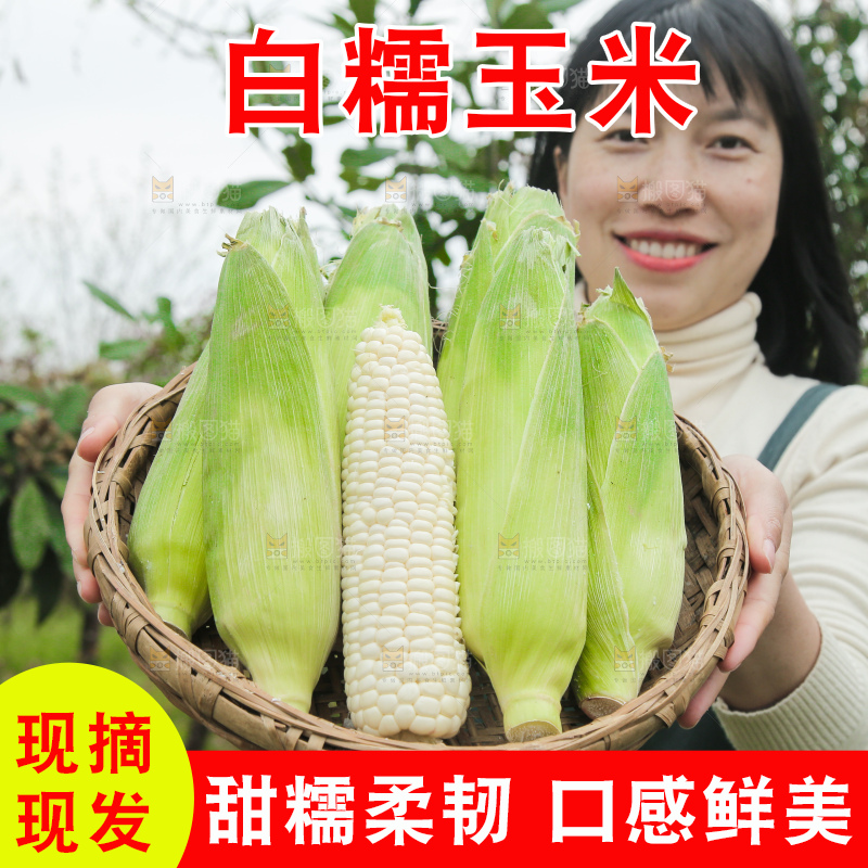 一篮新鲜白糯玉米