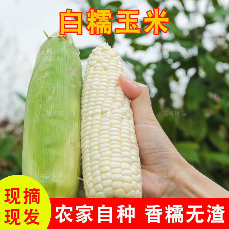 手里拿着甜糯玉米