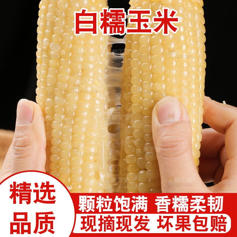 手里拿着白糯玉米棒