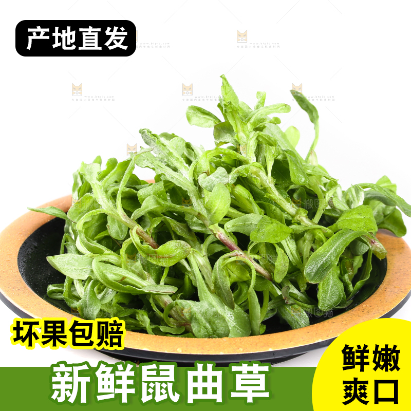 一盘鼠曲草摆放在白底上