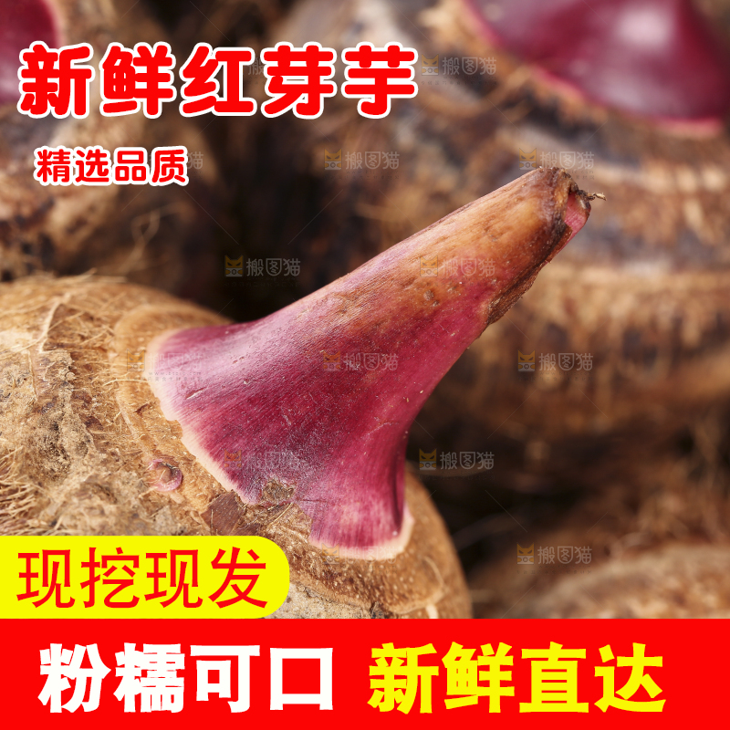 一堆广西红芽芋