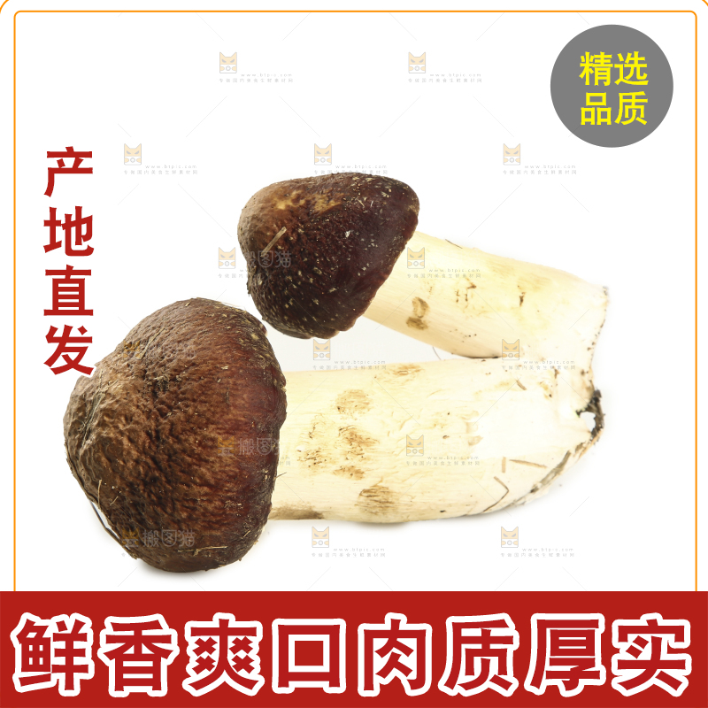 白底上放着松茸菇