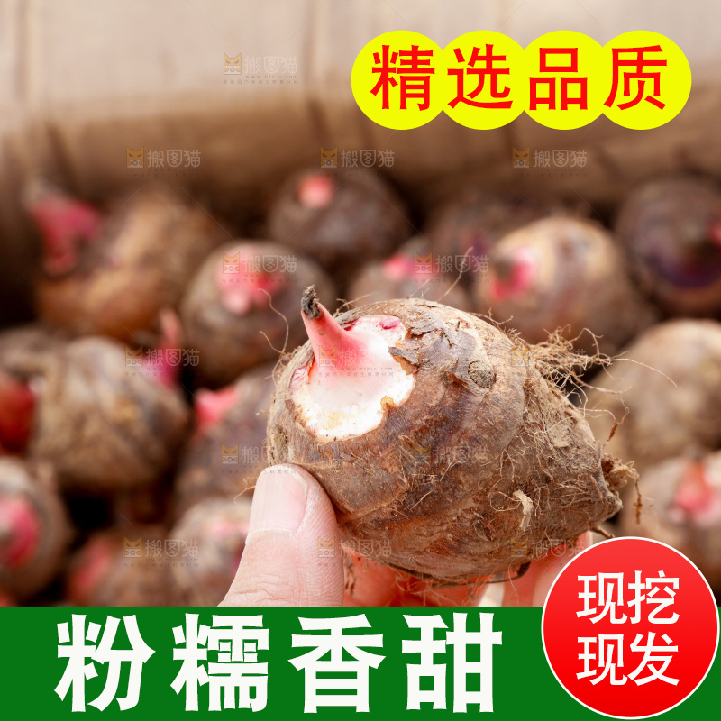 一箱广西红芽芋