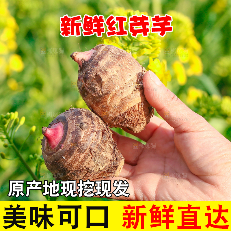 手里拿着新鲜红芽芋