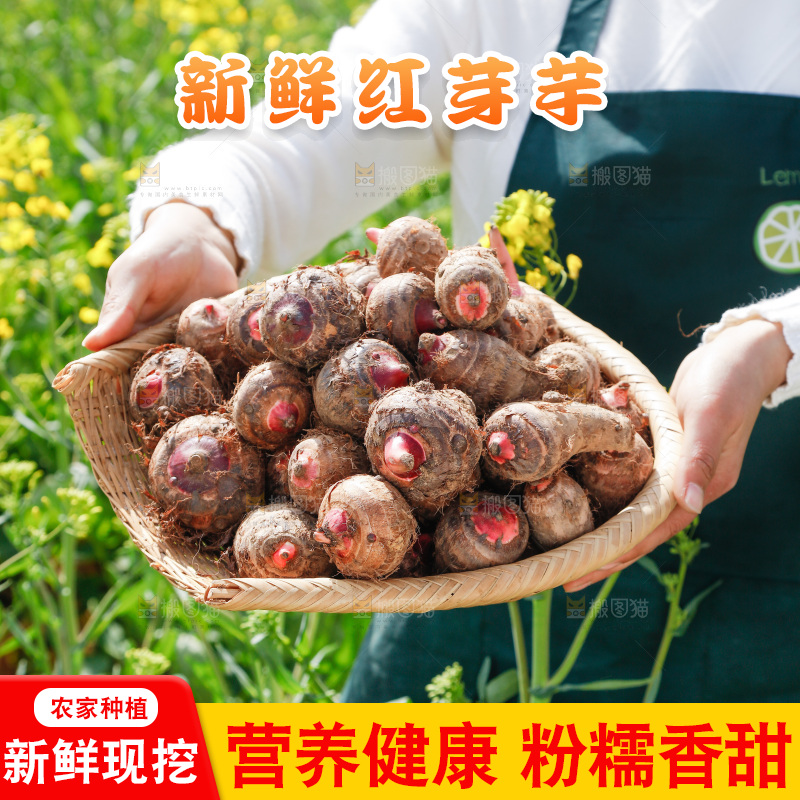 一簸箕红芽芋头